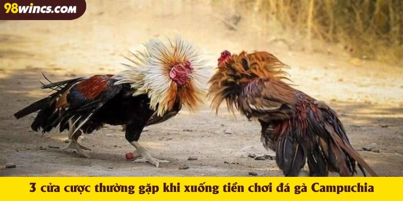 3 cửa cược thường gặp khi xuống tiền chơi đá gà Campuchia