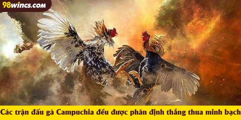 Các trận đấu gà Campuchia đều được phân định thắng thua minh bạch