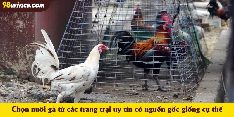 Chọn nuôi gà từ các trang trại uy tín có nguồn gốc giống cụ thể