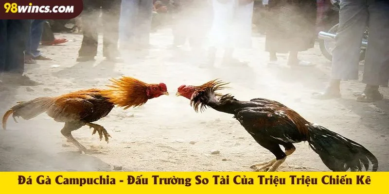Đá Gà Campuchia - Đấu Trường So Tài Của Triệu Triệu Chiến Kê