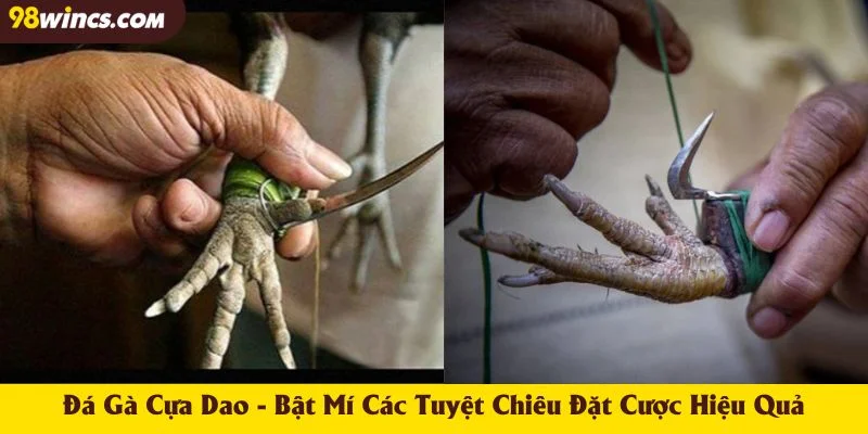 Đá Gà Cựa Dao - Bật Mí Các Tuyệt Chiêu Đặt Cược Hiệu Quả