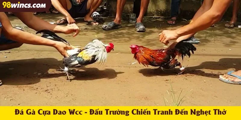 Đá Gà Cựa Dao Wcc - Đấu Trường Chiến Tranh Đến Nghẹt Thở