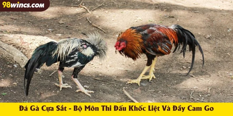 Đá Gà Cựa Sắt - Bộ Môn Thi Đấu Khốc Liệt Và Đầy Cam Go