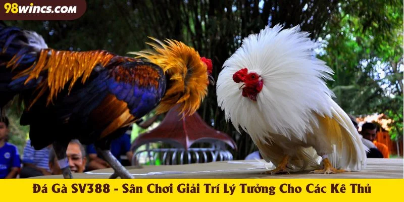 Đá Gà SV388 - Sân Chơi Giải Trí Lý Tưởng Cho Các Kê Thủ