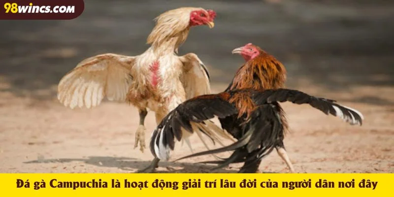 Đá gà Campuchia là hoạt động giải trí lâu đời của người dân nơi đây