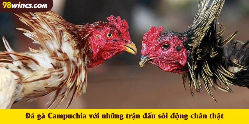 Đá gà Campuchia với những trận đấu sôi động chân thật