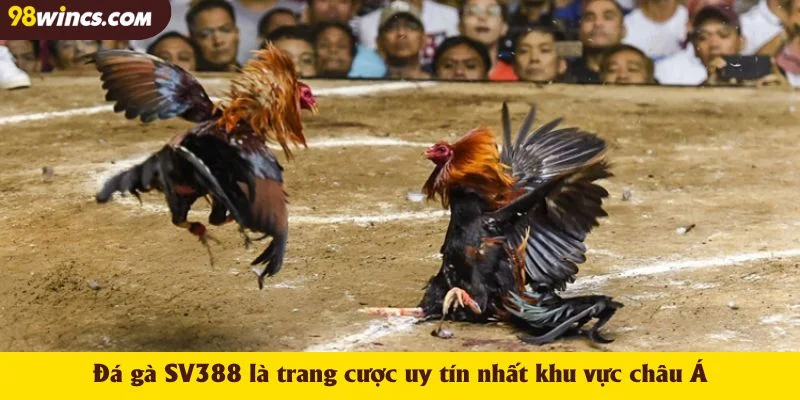 Đá gà SV388 là trang cược uy tín nhất khu vực châu Á