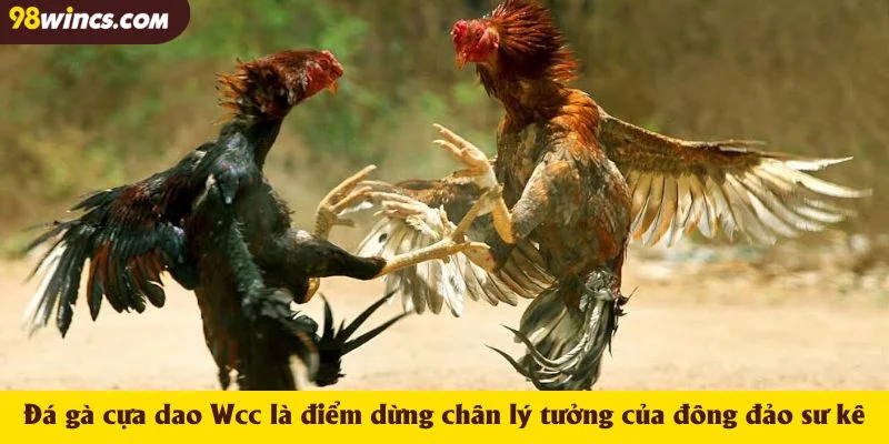 Đá gà cựa dao Wcc là điểm dừng chân lý tưởng của đông đảo sư kê