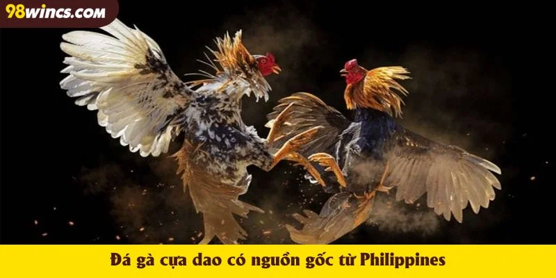Đá gà cựa dao có nguồn gốc từ Philippines