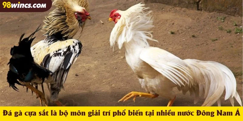 Đá gà cựa sắt là bộ môn giải trí phổ biến tại nhiều nước Đông Nam Á