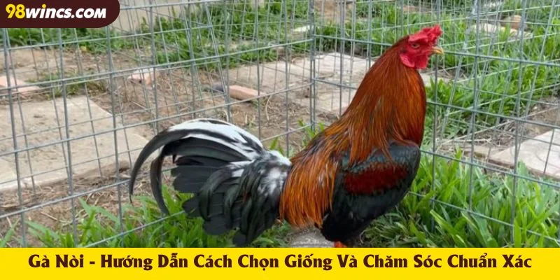 Gà Nòi - Hướng Dẫn Cách Chọn Giống Và Chăm Sóc Chuẩn Xác