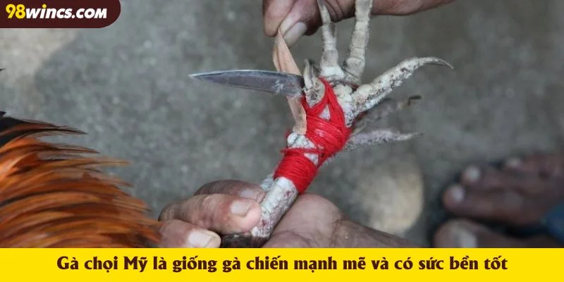 Gà chọi Mỹ là giống gà chiến mạnh mẽ và có sức bền tốt