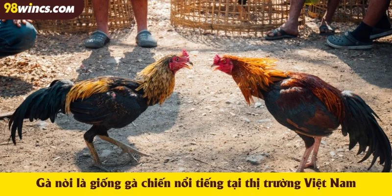 Gà nòi là giống gà chiến nổi tiếng tại thị trường Việt Nam