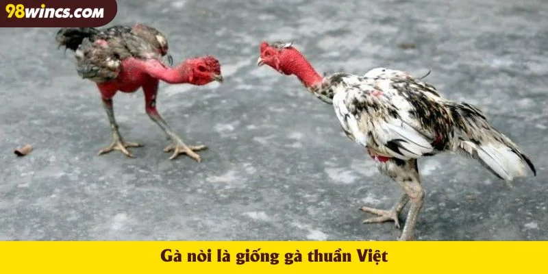 Gà nòi là giống gà thuần Việt