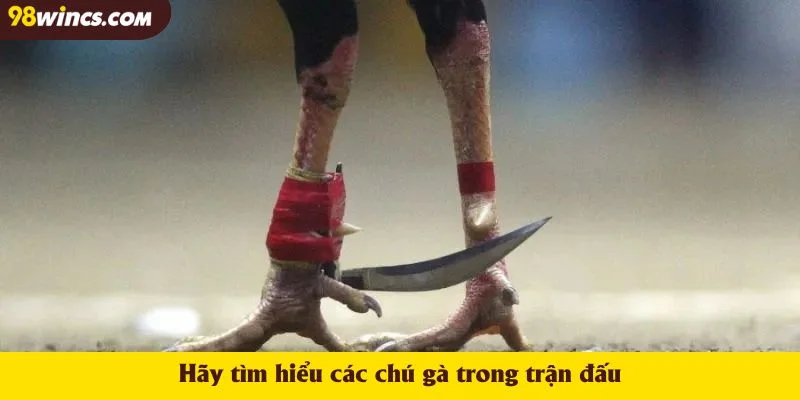 Hãy tìm hiểu các chú gà trong trận đấu