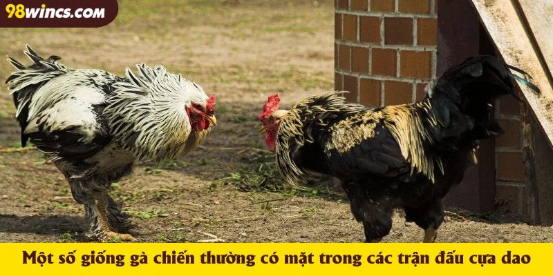 Một số giống gà chiến thường có mặt trong các trận đấu cựa dao