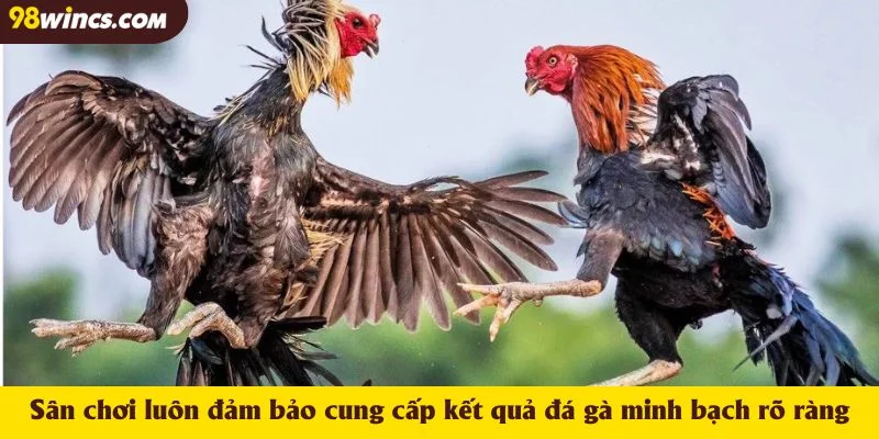 Sân chơi luôn đảm bảo cung cấp kết quả đá gà minh bạch rõ ràng