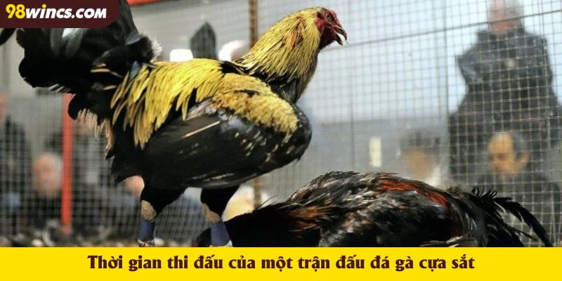Thời gian thi đấu của một trận đấu đá gà cựa sắt