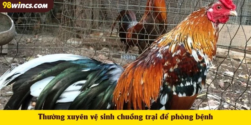 Thường xuyên vệ sinh chuồng trại để phòng bệnh