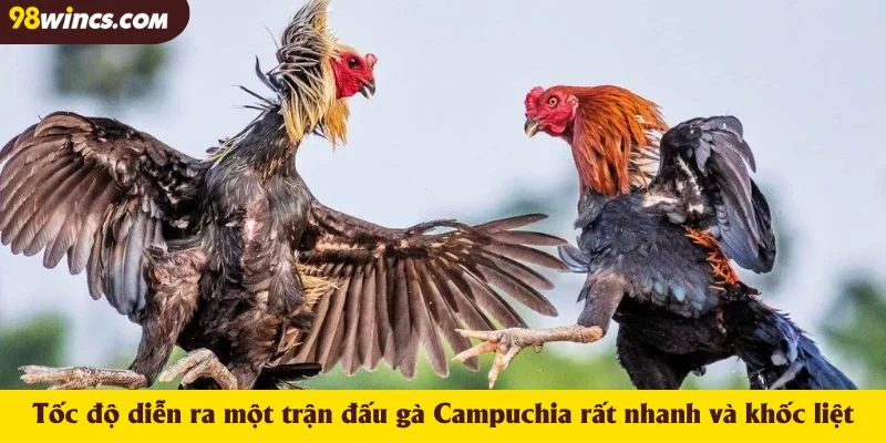 Tốc độ diễn ra một trận đấu gà Campuchia rất nhanh và khốc liệt