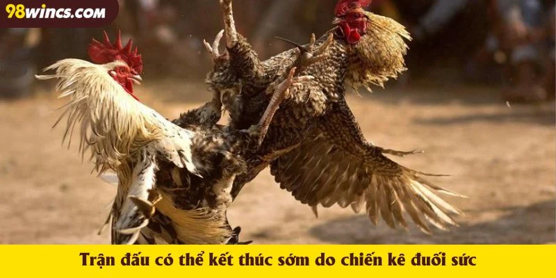 Trận đấu có thể kết thúc sớm do chiến kê đuối sức